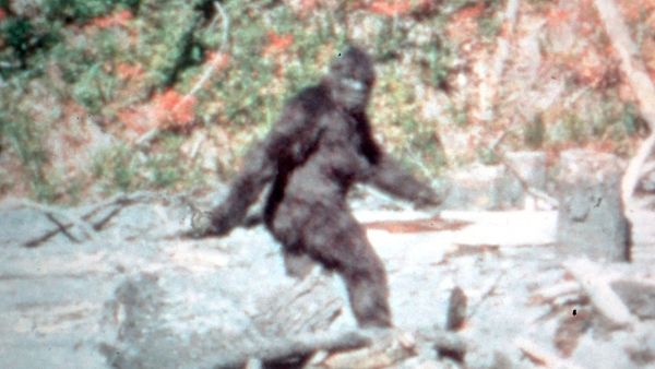 Dealing with a Customer Service Crisis When Your Client Is an Extremely Irritated Sasquatch