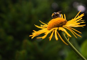 Yellow flowers